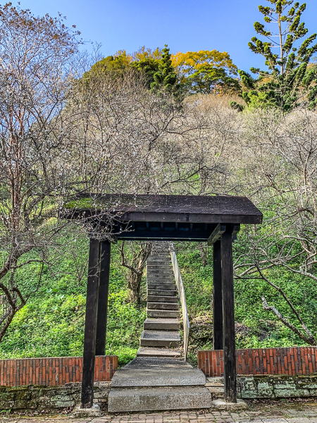 桃園龍潭石門水庫梅園梅花盛開，賞完石門水庫楓葉換梅花開