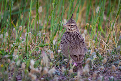 Crested Larks in west Lesvos