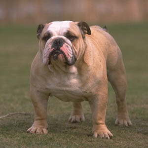 English Bulldog