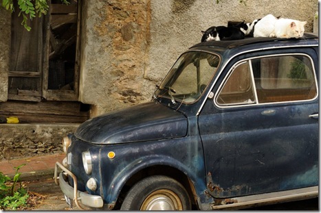 4 gatti