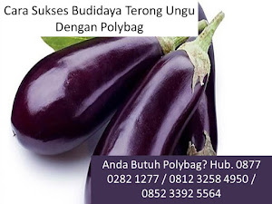 Cara Sukses Budidaya Terong Ungu Dengan Polybag