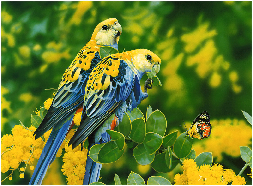 PicturesPool: Love Birds Wallpapers  Beautiful Birds Pictures