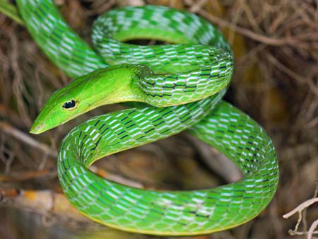 Pengertian Struktur Tubuh Ciri dan Klasifikasi Reptil  