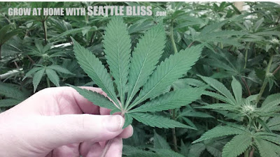 Grow at home with Seattle Bliss