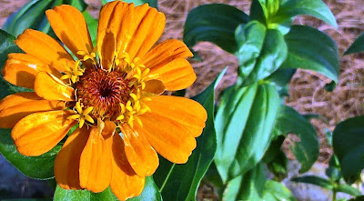 fiore Zinnia