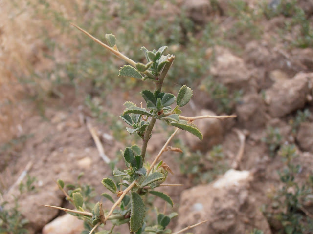 GATUÑA: Ononis spinosa