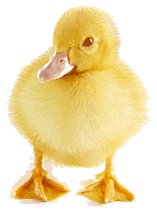 Duckling