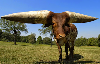 Largest Horn Circumference Steer Bull