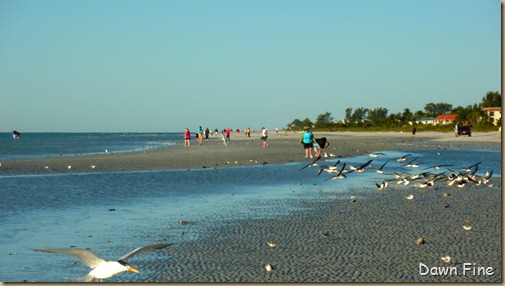 Sanibel Shell and birds_025