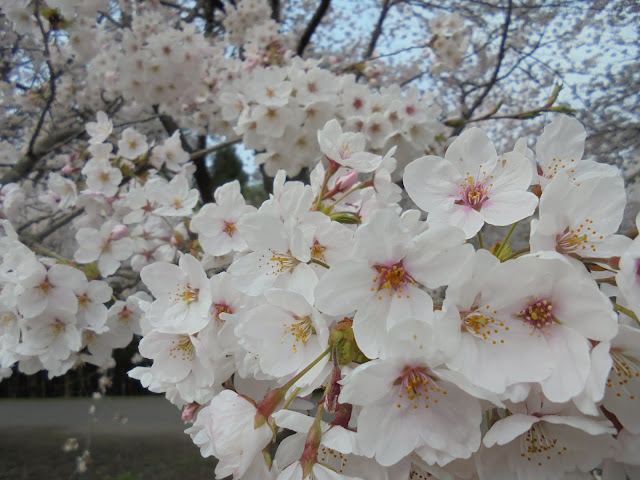 とっとり花回廊の桜の広場のソメイヨシノ桜