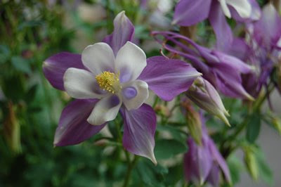 Columbine.