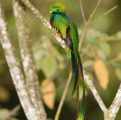 aves-del-paraiso-birds-of-the-paradise