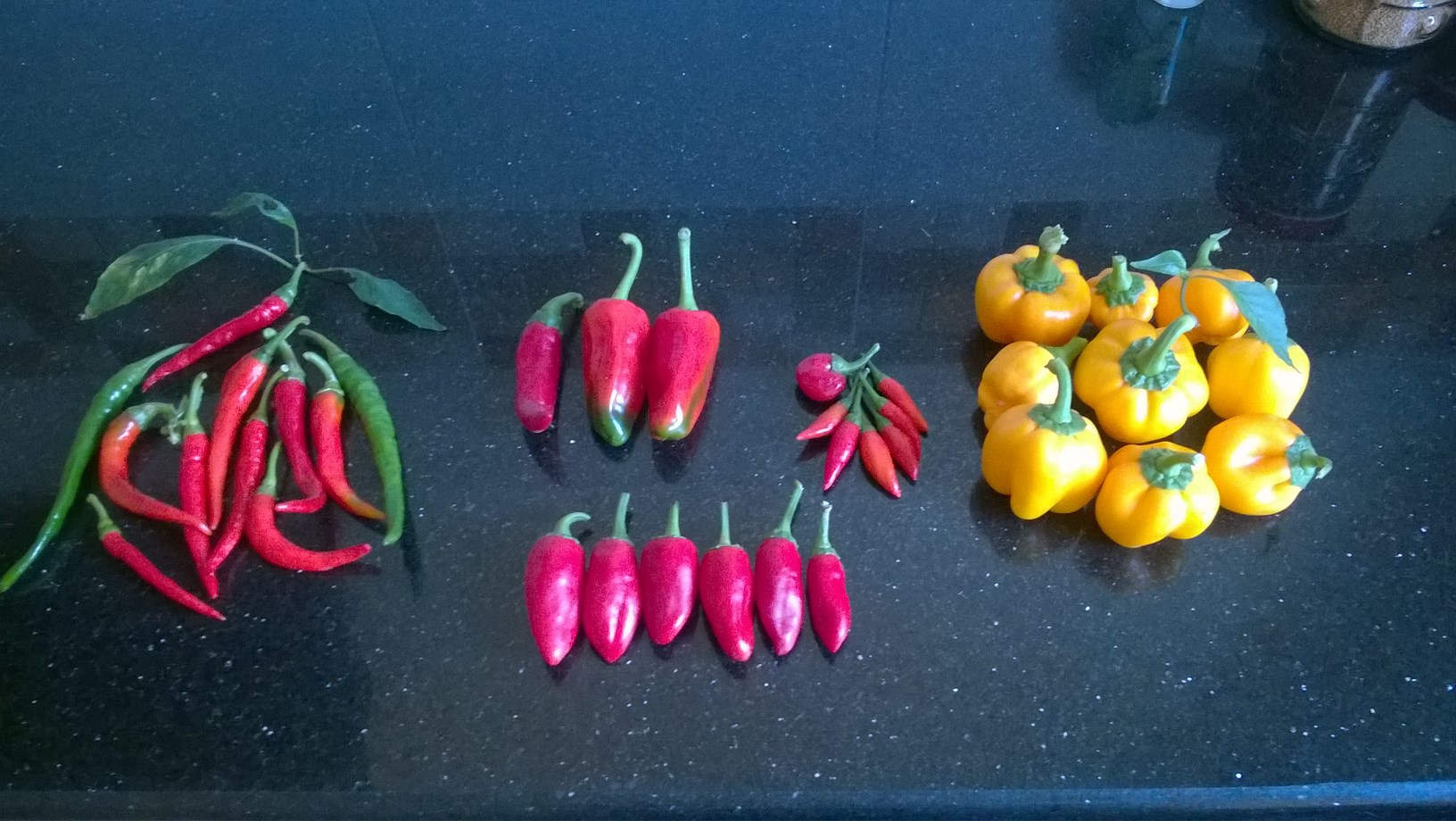 my organic peppers harvest