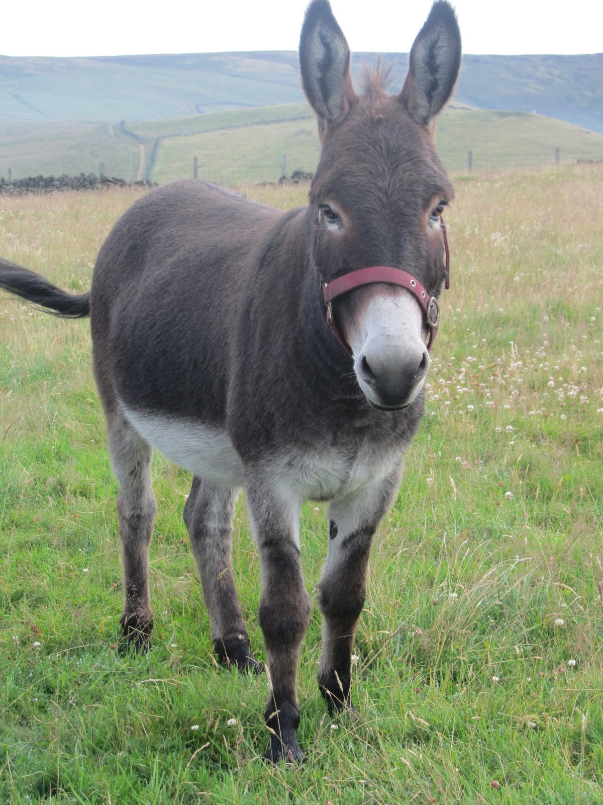 Donkey Download Free