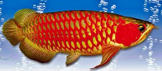 arowana super red