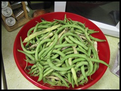 Garden 004