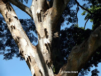 Albizia tree peeling bark - Foster Botanical Garden, Honolulu, HI