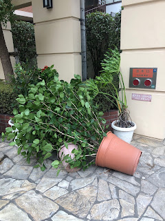 強風で倒れる植物　鉢の安定感をアップさせる方法