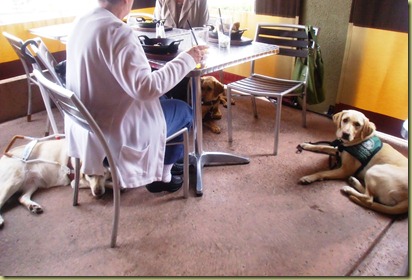 Reyna, Wendy and Hibiscus laying at table when we were having lunch.  Reyna is in a down-stay.