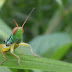Grasshopper can be eaten?