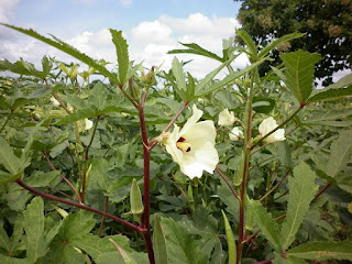  Tanaman okra ialah flora sayur yang sering kita jumpai berada disekitar kita Manfaat Tanaman Okra atau Bendi (Abelmoschus Esculentus)