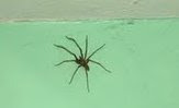 Giant House Spider