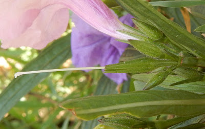 矮性翠蘆莉的花
