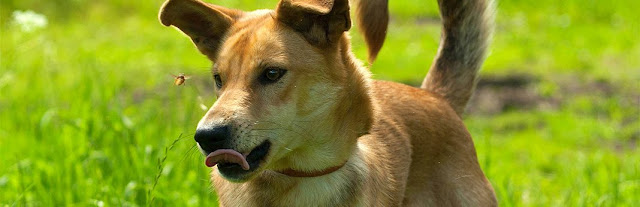 que pasa si mi perro se come una abeja