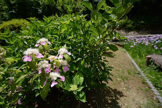 西山の里桃源の紫陽花