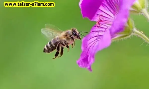 رؤية النحل في المنام