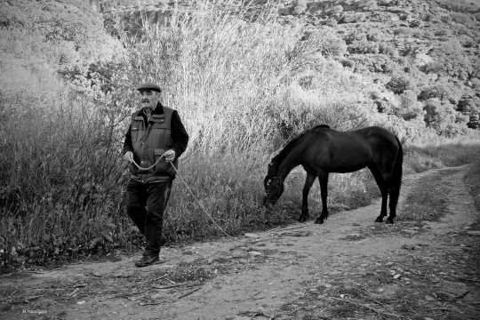 Άνδρος Λιβάδια Μαρία Λαμπριάδου Μεγάλος ποταμός άλογα