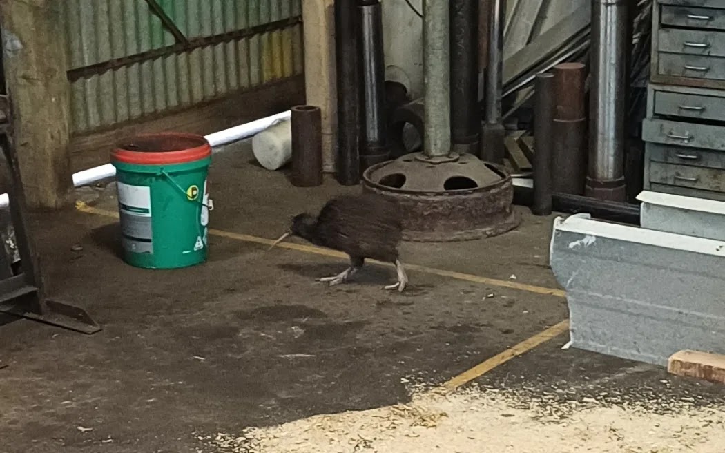 Chim kiwi tò mò khám phá một góc xưởng cưa. Ảnh: Được cung cấp