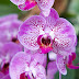 The Beauty and Diversity of Orchids: A Guide to These Exotic Flowers