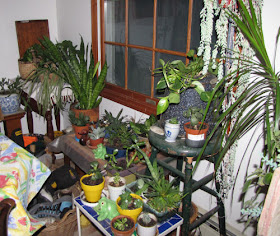 houseplants