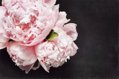 pink peonies on black - Wish List: Catherine Masi