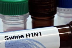 world 'getting closer' to swine flu pandemic