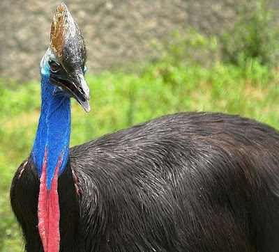 Cassowary stunning picture