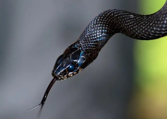 aprende ingles serpiente negra sisea saca la lengua peligrosa
