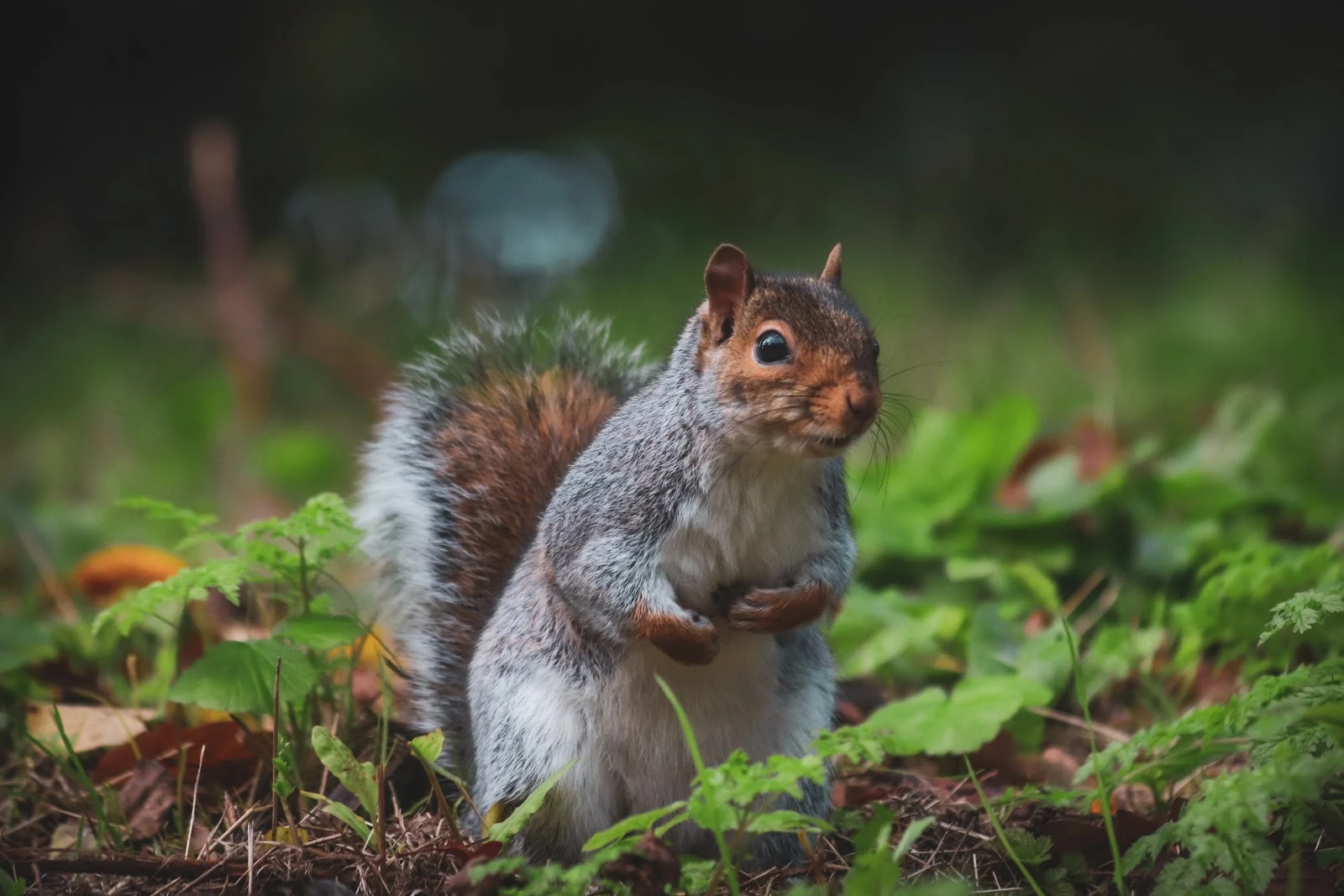 close up shot of squirrel 10134764