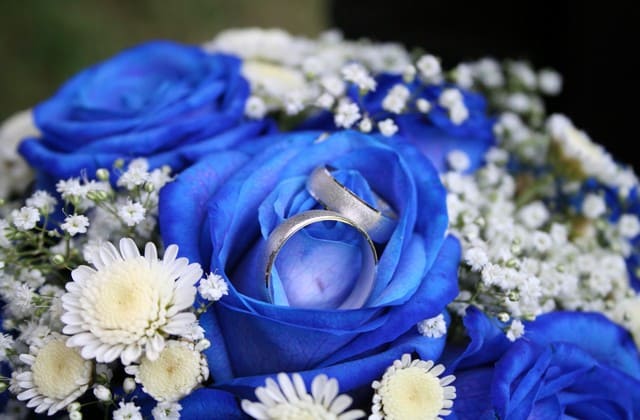 Beberapa Fakta Menarik Mengenai Bunga  Mawar  Biru  Lambang 
