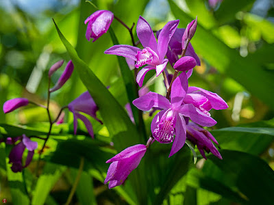 Shiran (Bletilla striata Reichb. fil.) flowers: Engaku-ji