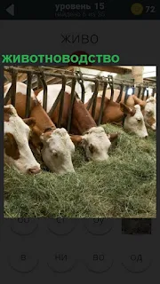на ферме занимаются животноводством, коровы в стойле и едят сено