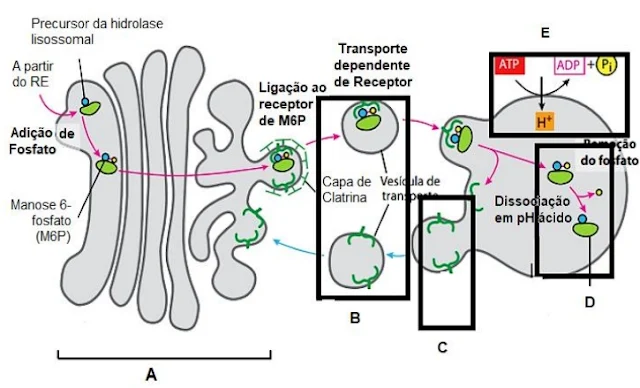 Das letras indicadas na figura a seguir, assinale aquela que corresponde à ilustração do Complexo de Golgi