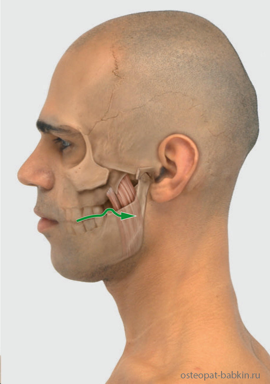 остеопатическая пальпация медиальной крыловидной мышцы