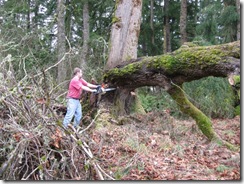 woodcutting at Woods 06