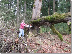 woodcutting at Woods 06