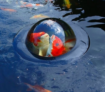 Floating Fish Dome By Velda, Gives Koi Or Goldfish A View Of The Outside World