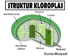 Pengertian, Struktur dan Fungsi Kloroplas