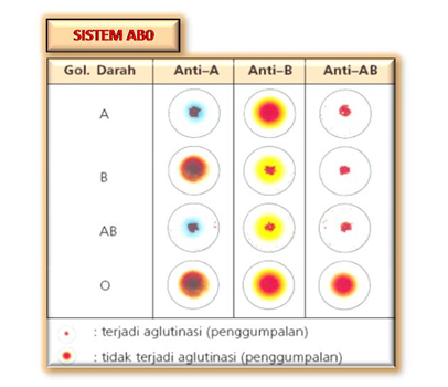 Aeegio ayye!!: contoh laporan praktek golongan darah