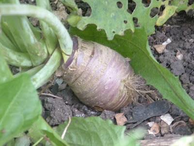 Close up of a rutabaga root growing